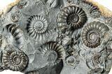 Ammonite (Promicroceras) Cluster - Marston Magna, England #282035-1